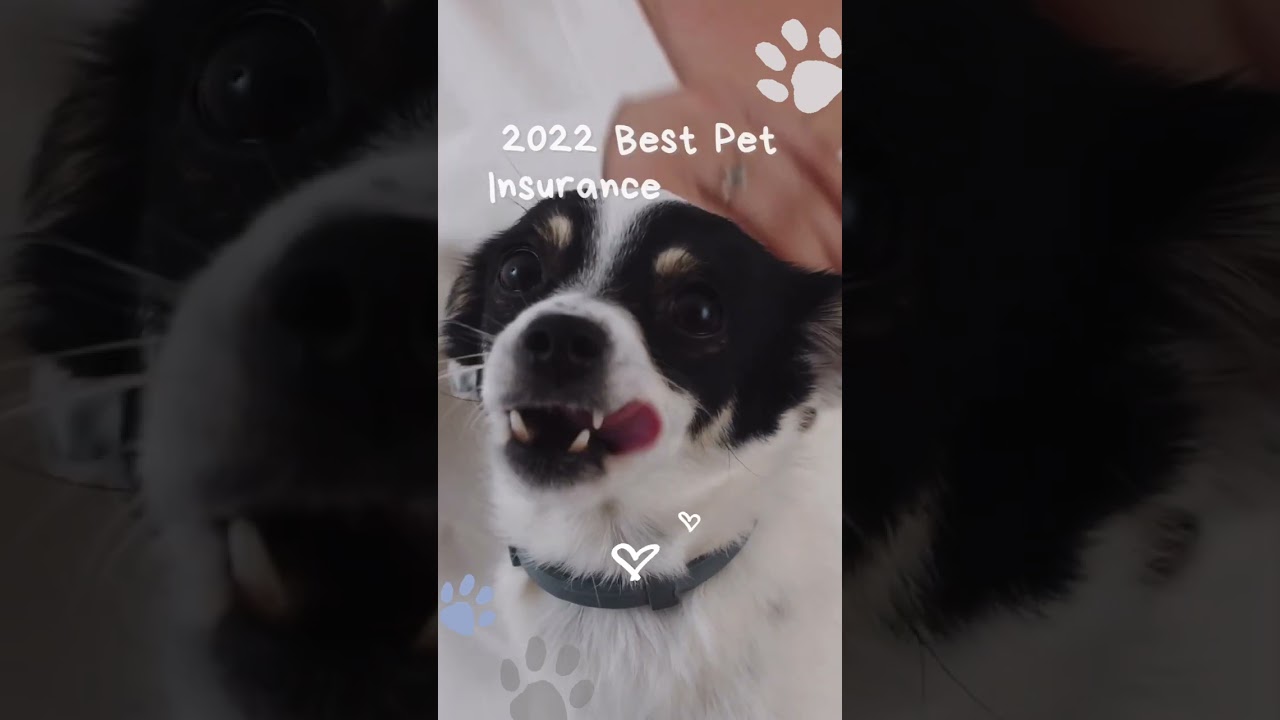 2022 Best Pet Insurance