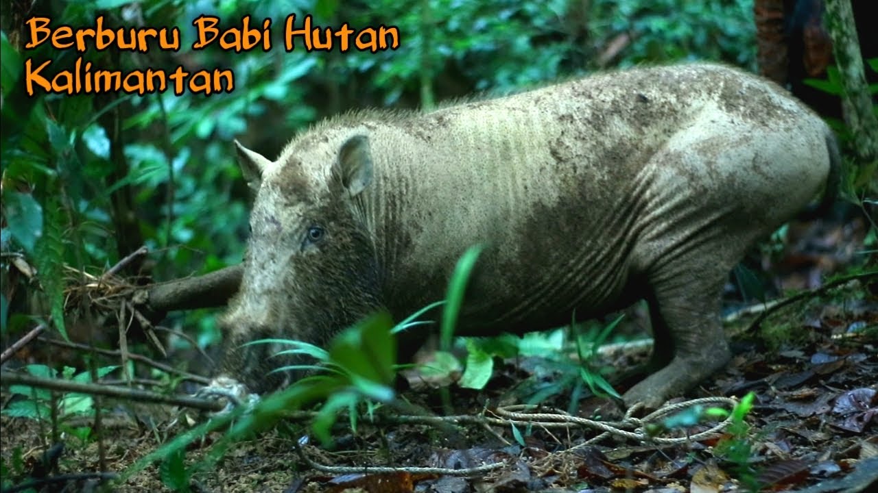 Berburu Babi Hutan Dan Bermalam Di Hutan