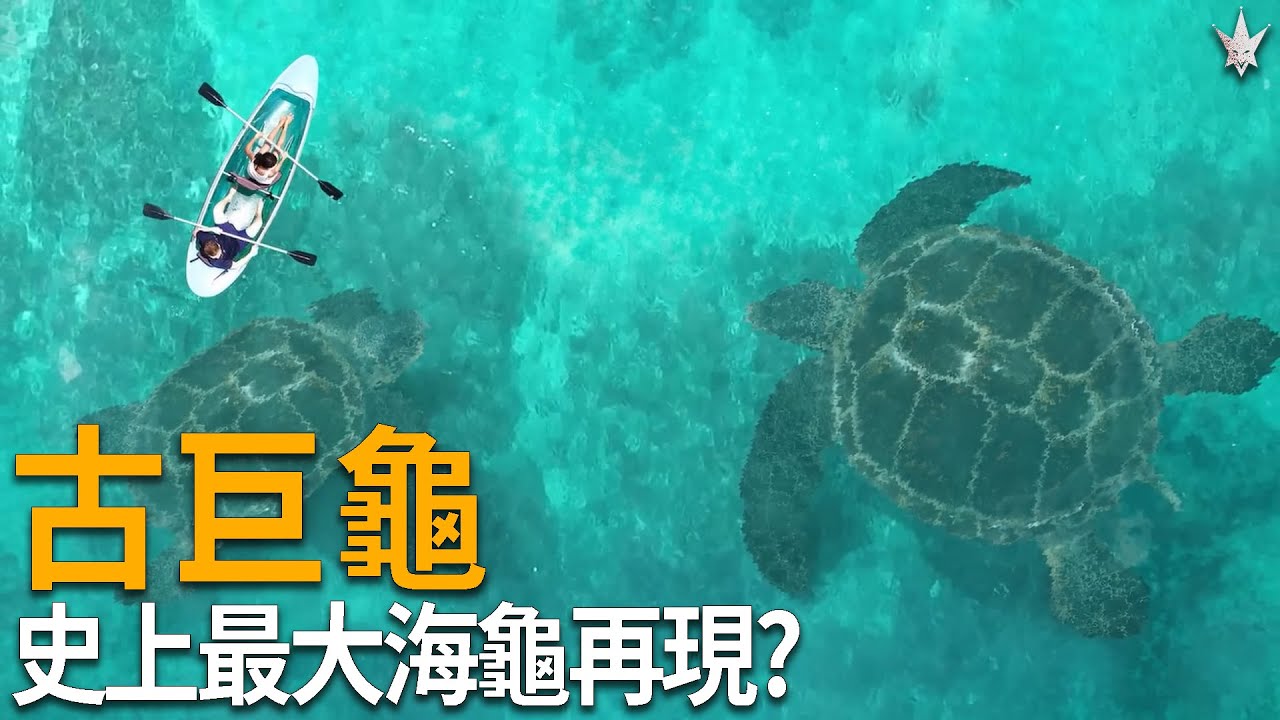 史上最大海龜「古巨龜」，龜殼上可停一部汽車，探險家哥倫布更曾經目擊?!