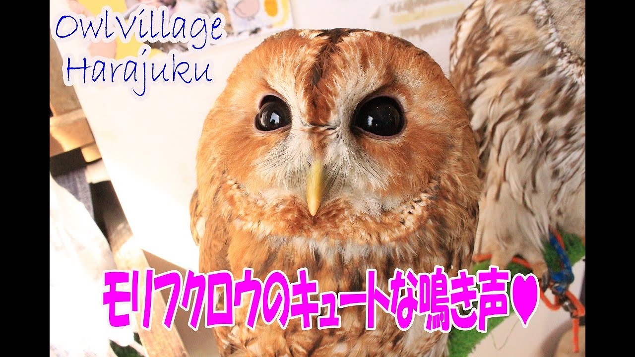 モリフクロウのキュートな鳴き声　【Tawnyowl's cute voice】　【Owl】