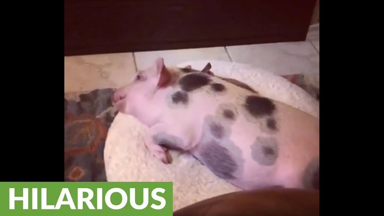 Hungry piggy throws temper tantrum