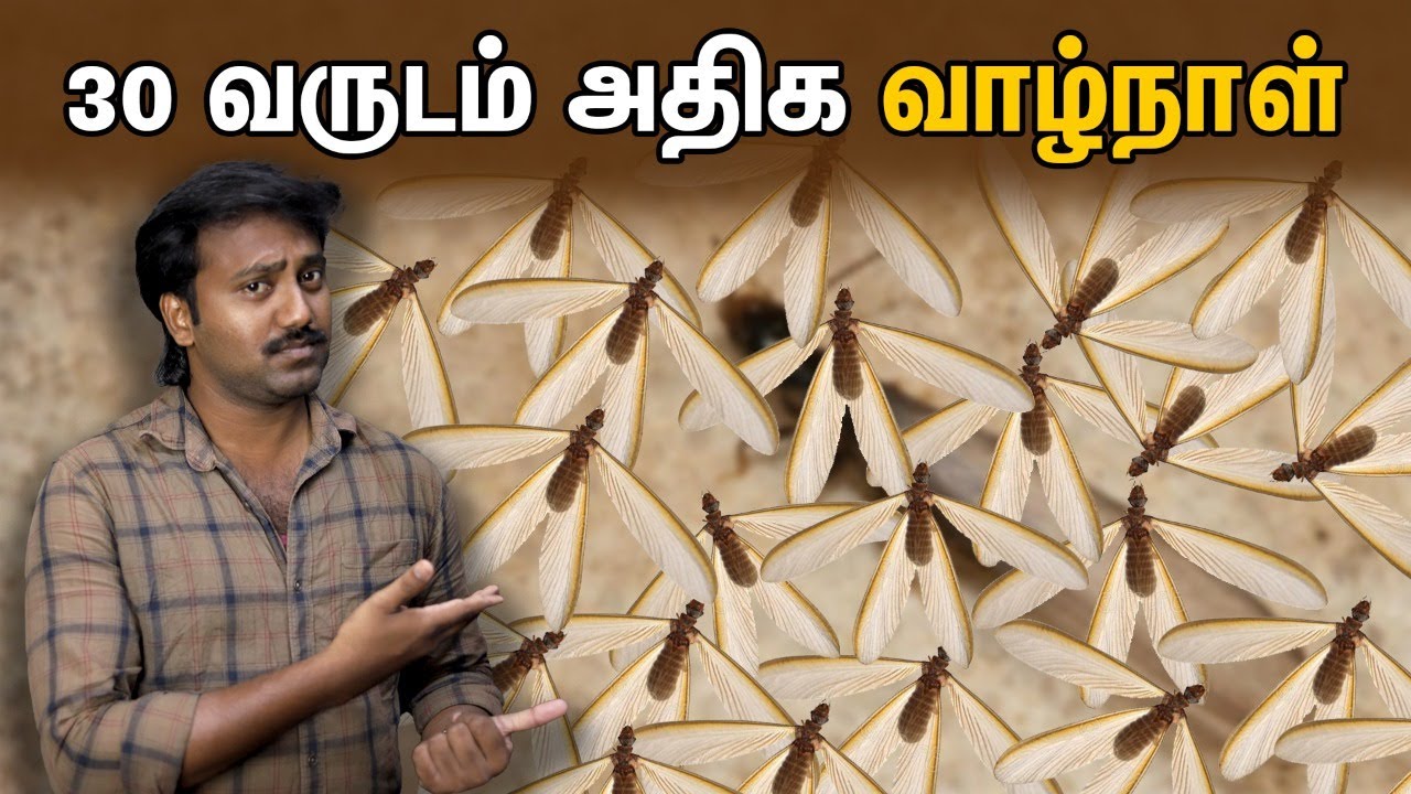 ராணியோட வாழ்க்கைல இவ்ளோ இருக்கா! Hidden Life of Termites | கரையான்களின் ஆச்சர்யமான வாழ்க்கை
