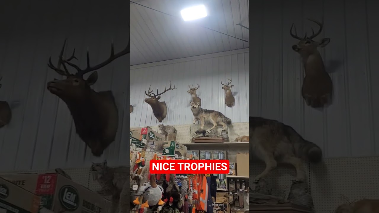 NICE TROPHIES IN THIS STORE 