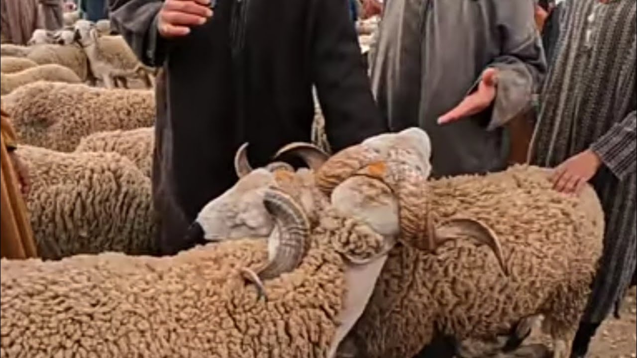 جولة جديدة بسوق الكاموني اجي تشوفوا ثمن حولي شحال واصل  الخير موجود 🐏