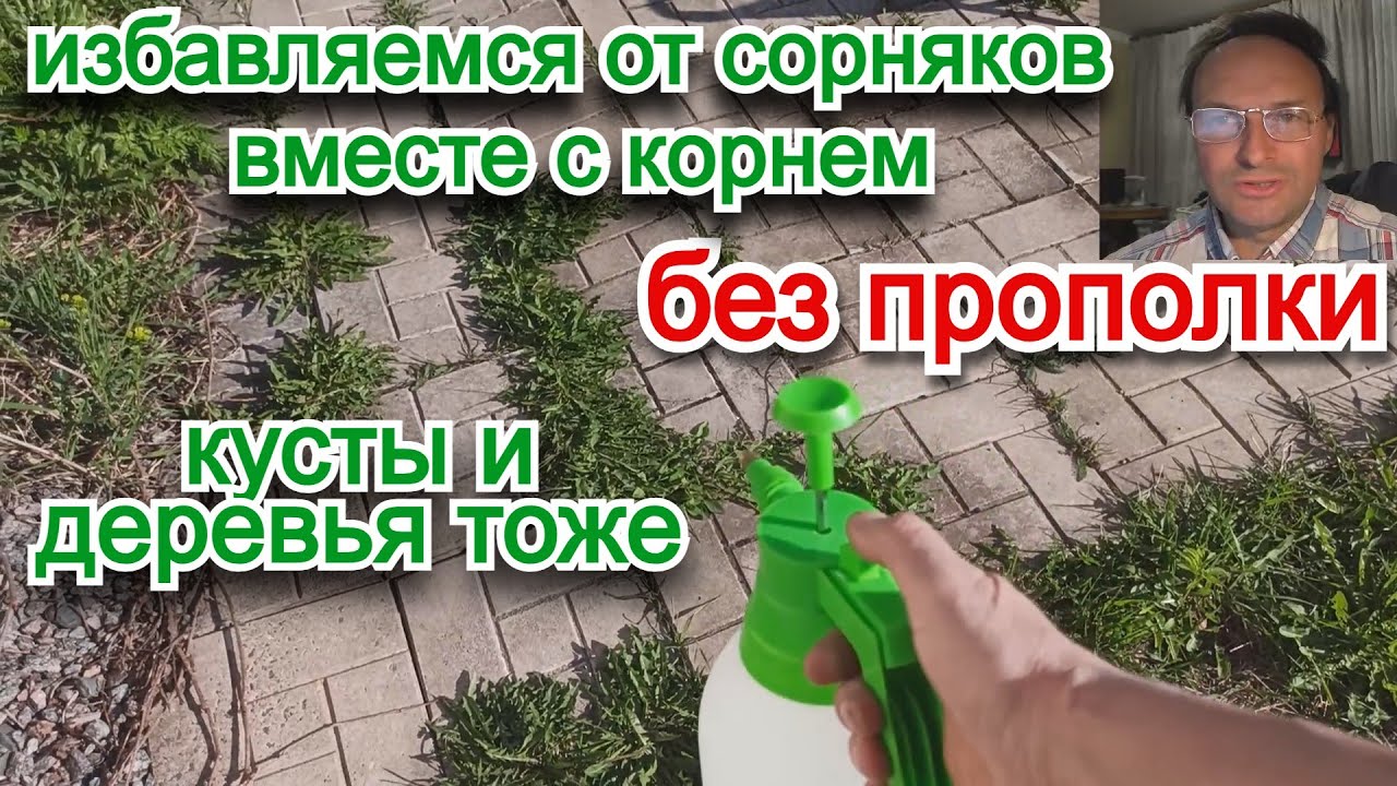 Как избавиться от сорных растений и ненужных кустарников и деревьев? Гербицид