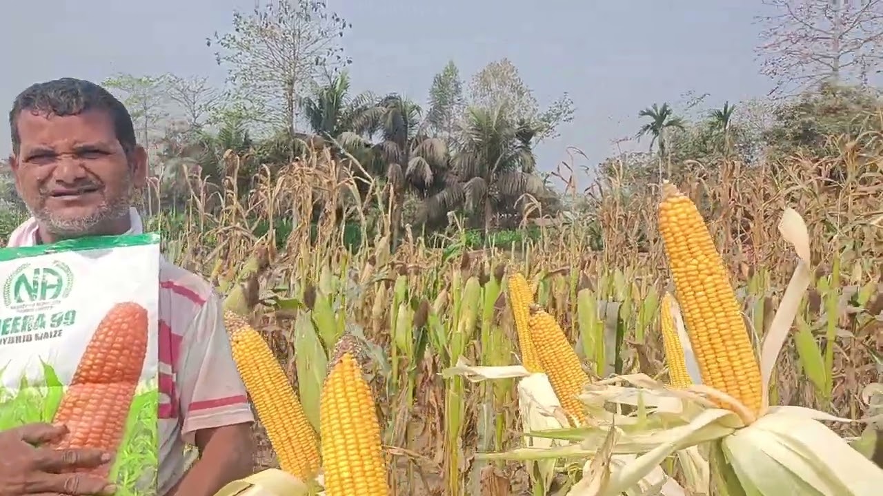 Navodhoy AGRISEEDS Pvt Ltd.HEERA 99#farming #lifeisbutadream #ihavethisthingwithplants