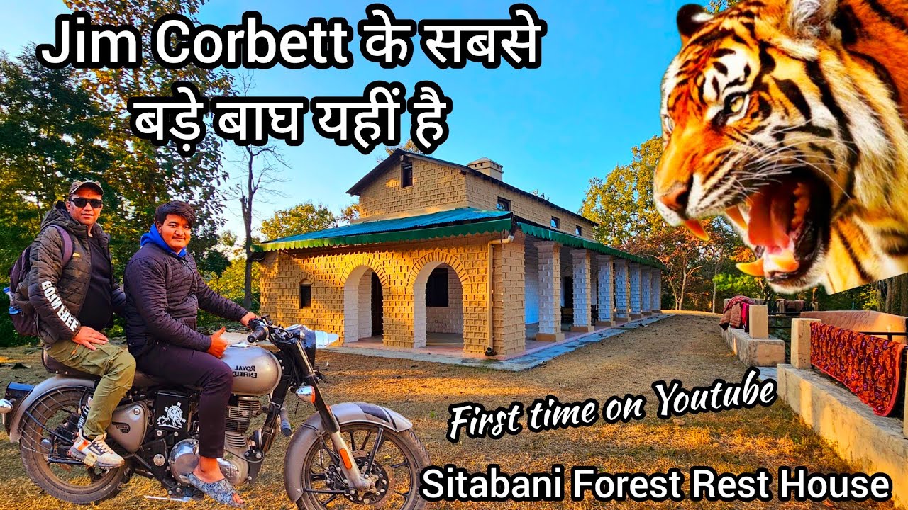 Jim Corbett के सबसे बड़े बाघ यहीं है | Sitabani zone | Sitavani FRH | #wildlife #tiger #uttrakhand