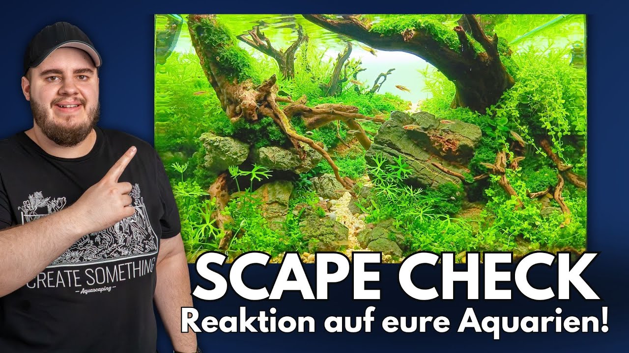 Ich reagiere auf eure Aquascapes! Scape Check