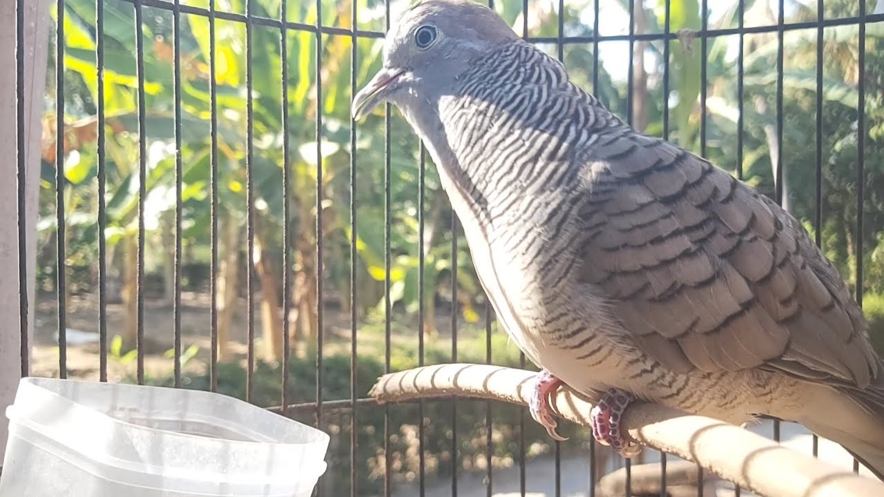 Perkutut Lokal Gacor AMPUH Untuk Pancingan Semua Burung Perkutut Agar Cepat Bunyi