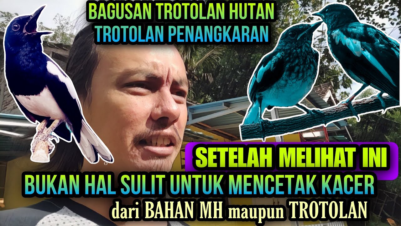 CUKUP DENGAN RAWATAN INI ⁉️ KACER BAHAN DAN KACER TROTOLAN JADI GACOR || KAMU BISA KOK