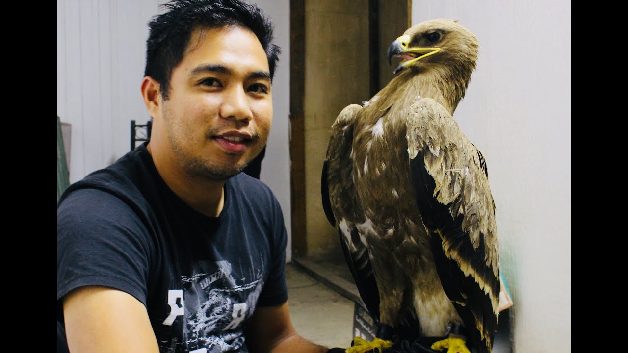 EAGLE TRAINING!!! FIRST FEEDING ON THE FIST...