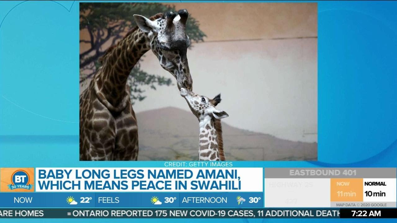 Toronto Zoo's Baby Long Legs gets an official name!