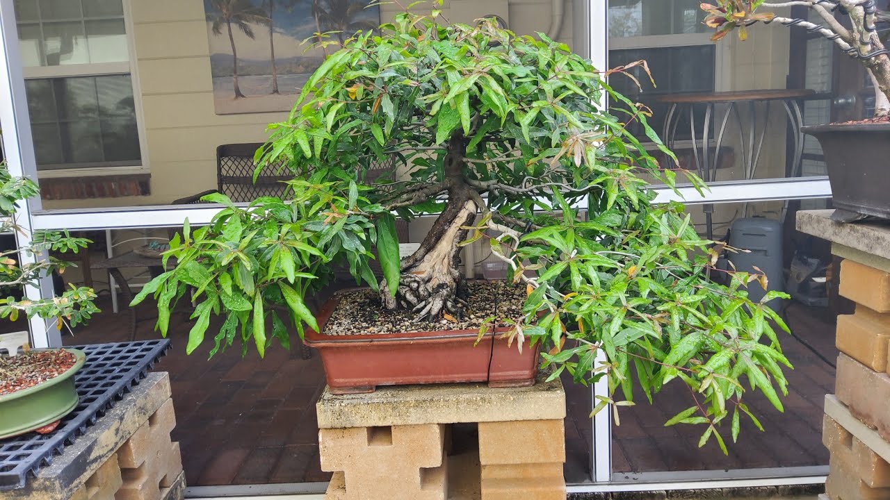 Sunbae Bonsai, Coffee and Bonsai, a tour of Dave's Bonsai at Sunbae Bonsai @Bonsai by the Samurai 