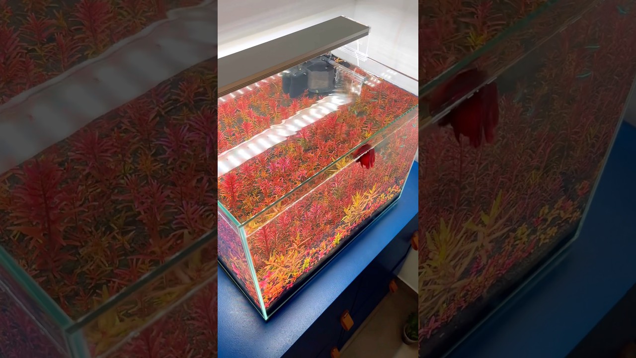 No Co2 Lowtech Red Plants #aquascape #aquascaping #aquarium #plantedtank #plantedaquarium #fishtank
