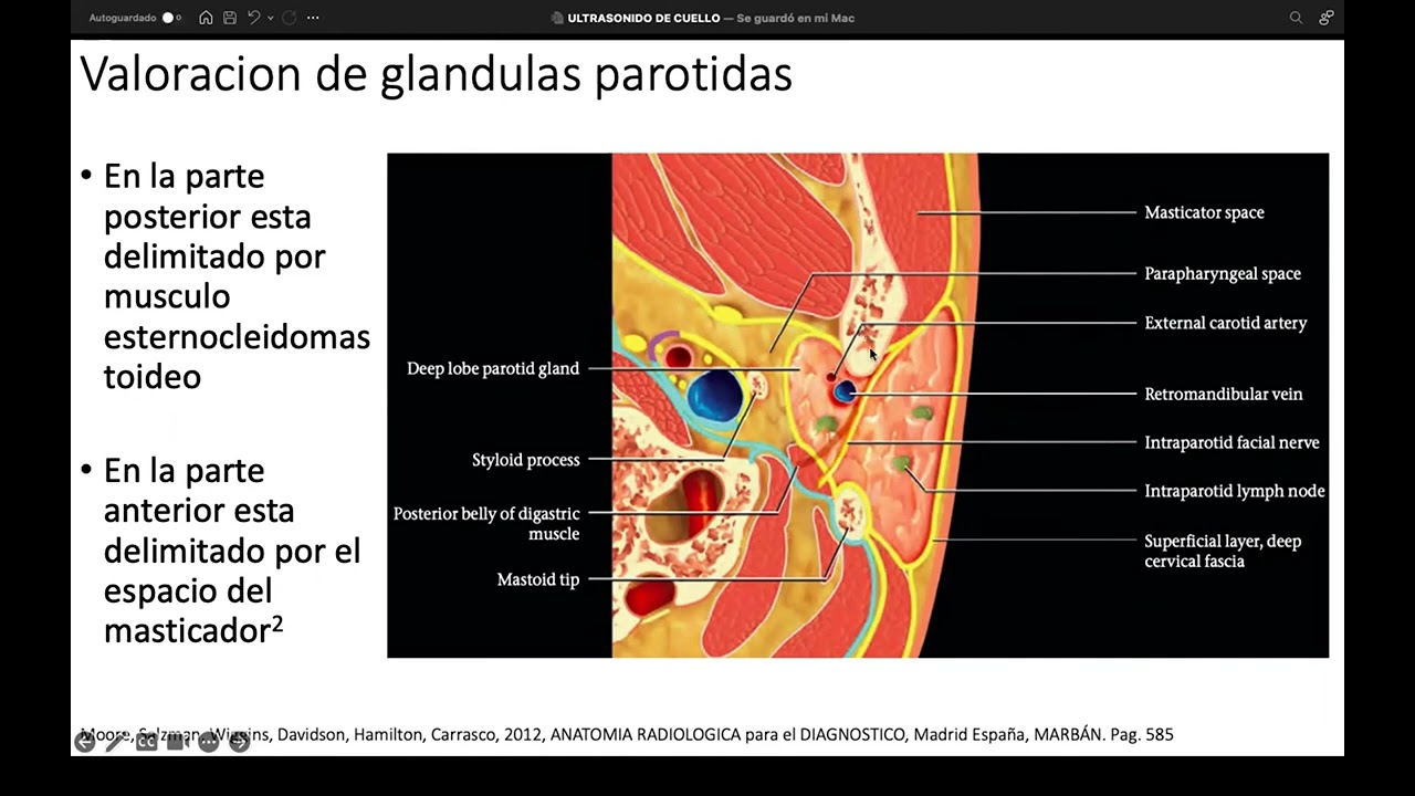 5   Ultrasonido de cuello y sus generalidades