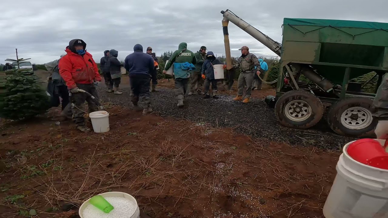 Echando abono alos pinos 🌲 (Oregón)