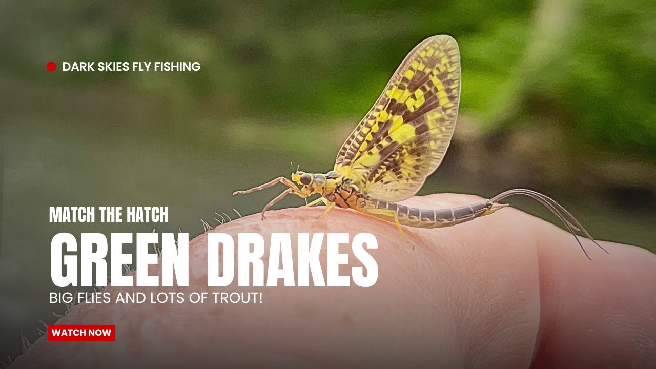 Match the Hatch: GREEN DRAKES Tips and Techniques for Fishing Big Flies