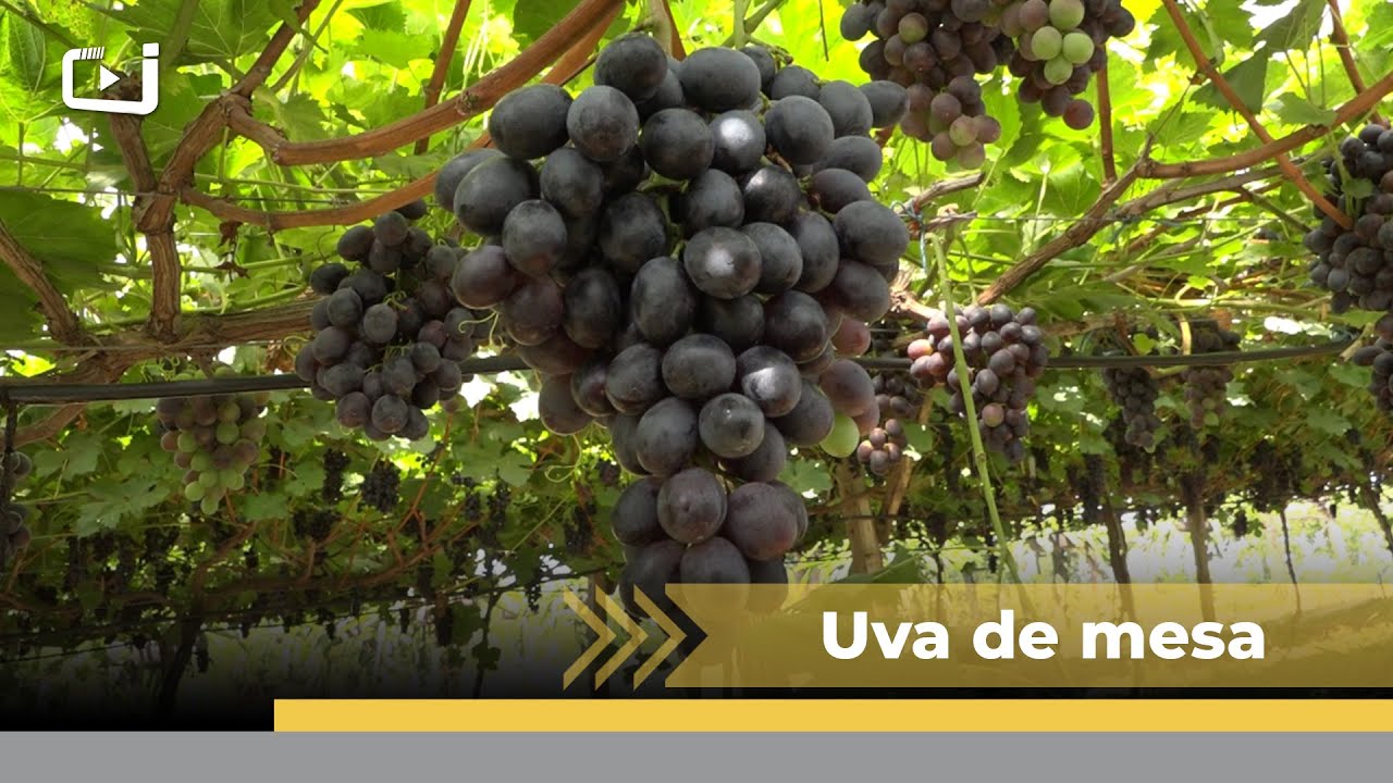 Casal de Arabut&atilde;-SC se destaca na produ&ccedil;&atilde;o de uvas de mesa