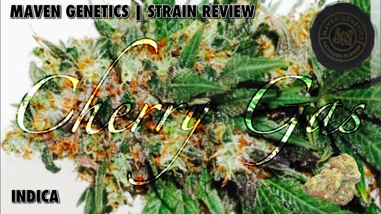 MAVEN GENETICS | STRAIN REVIEW : &ldquo; CHERRY GAS &ldquo;