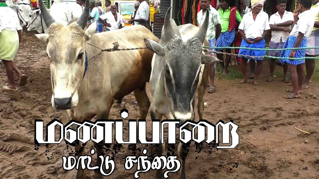 Manapparai mattu santhai | மணப்பாறை மாட்டு சந்தை