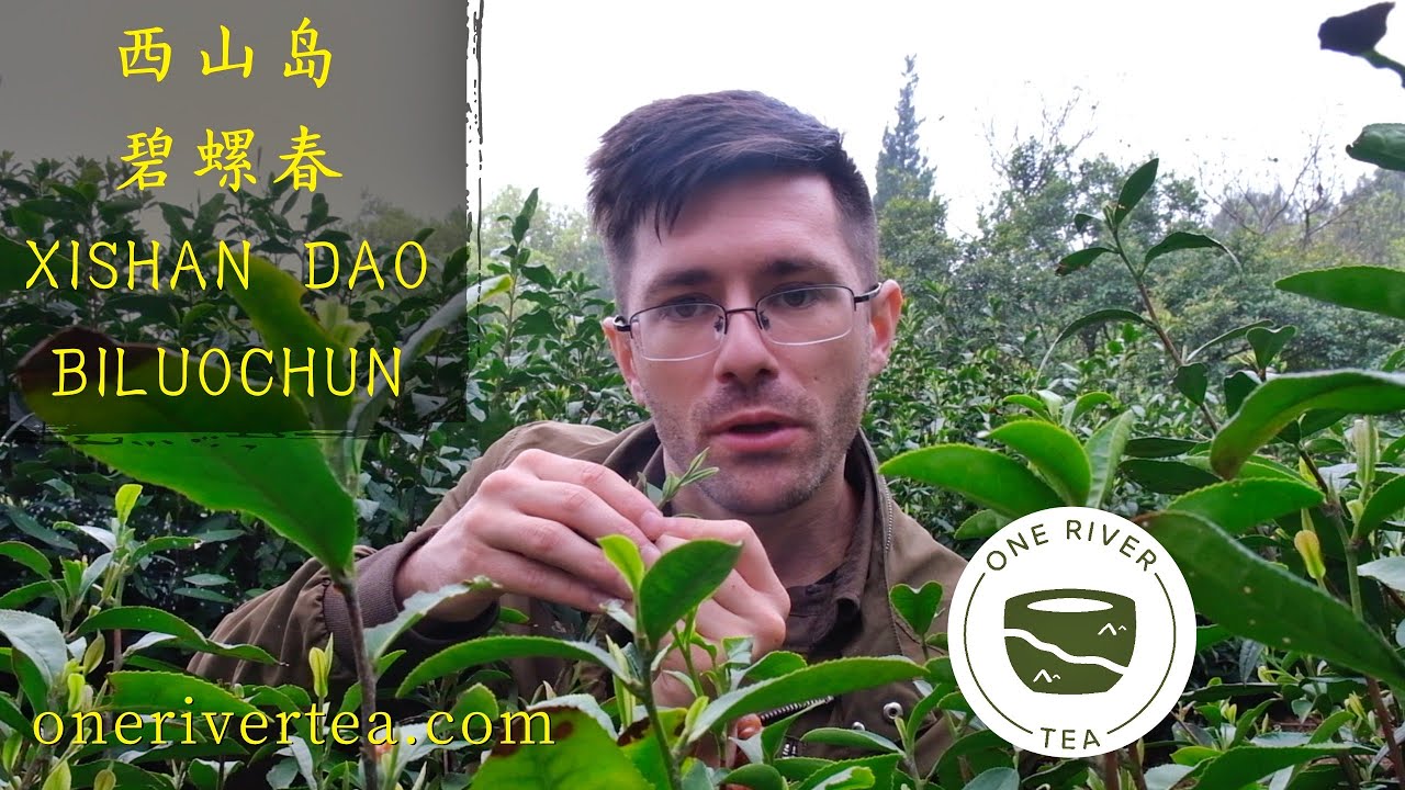 MAKING BILUOCHUN GREEN TEA: Chinese Green Tea Made in a Wok
