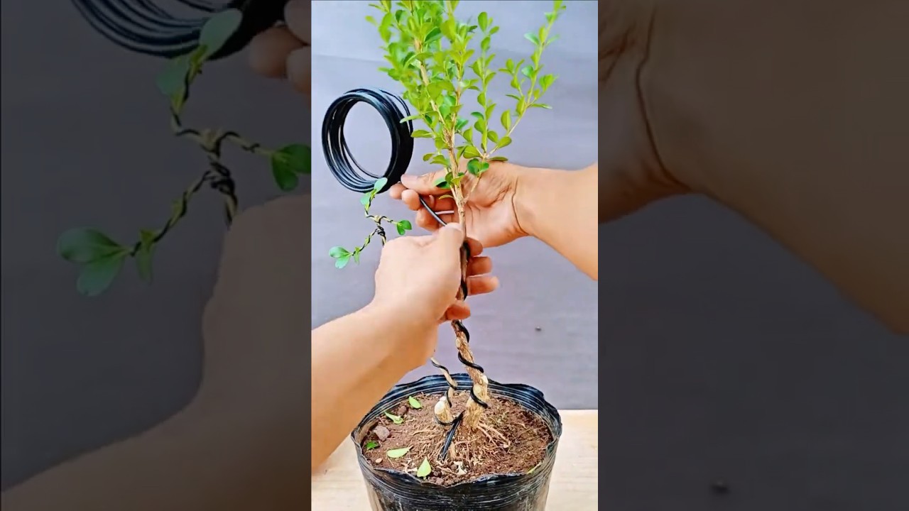 Wire Bending | How to Shape a Bonsai - #34