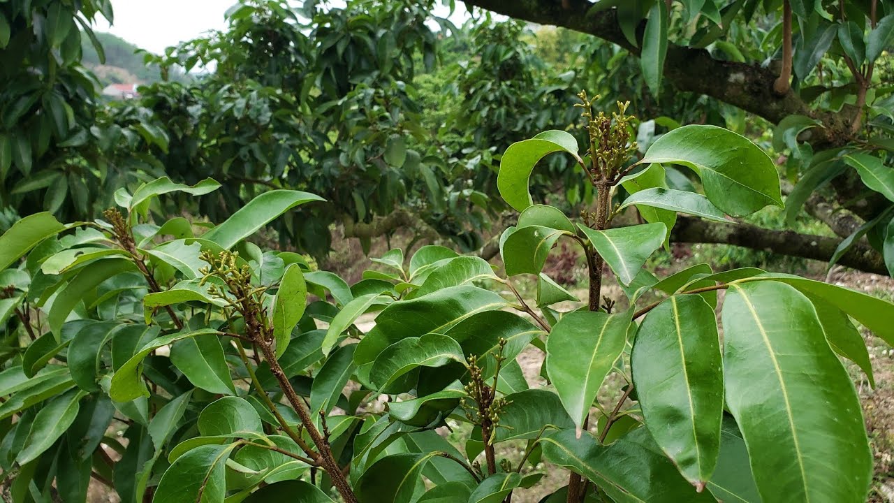 Diệt sâu bọ cho vải ăn tết