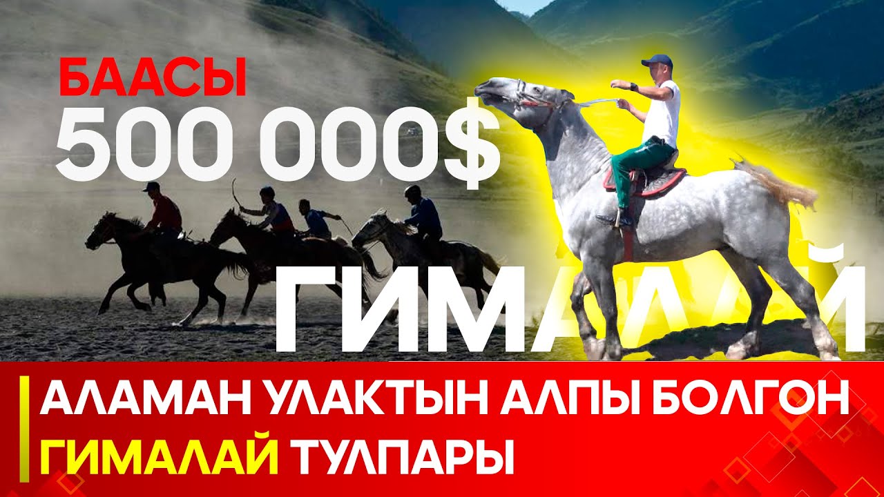 Азыркынын алп жылкысы - Гималай // 