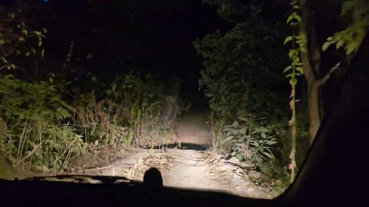 Night Drive in Tiger Territory | Spotted Two Leopards with Glowing Eyes । Wandering Tiger Guidelines