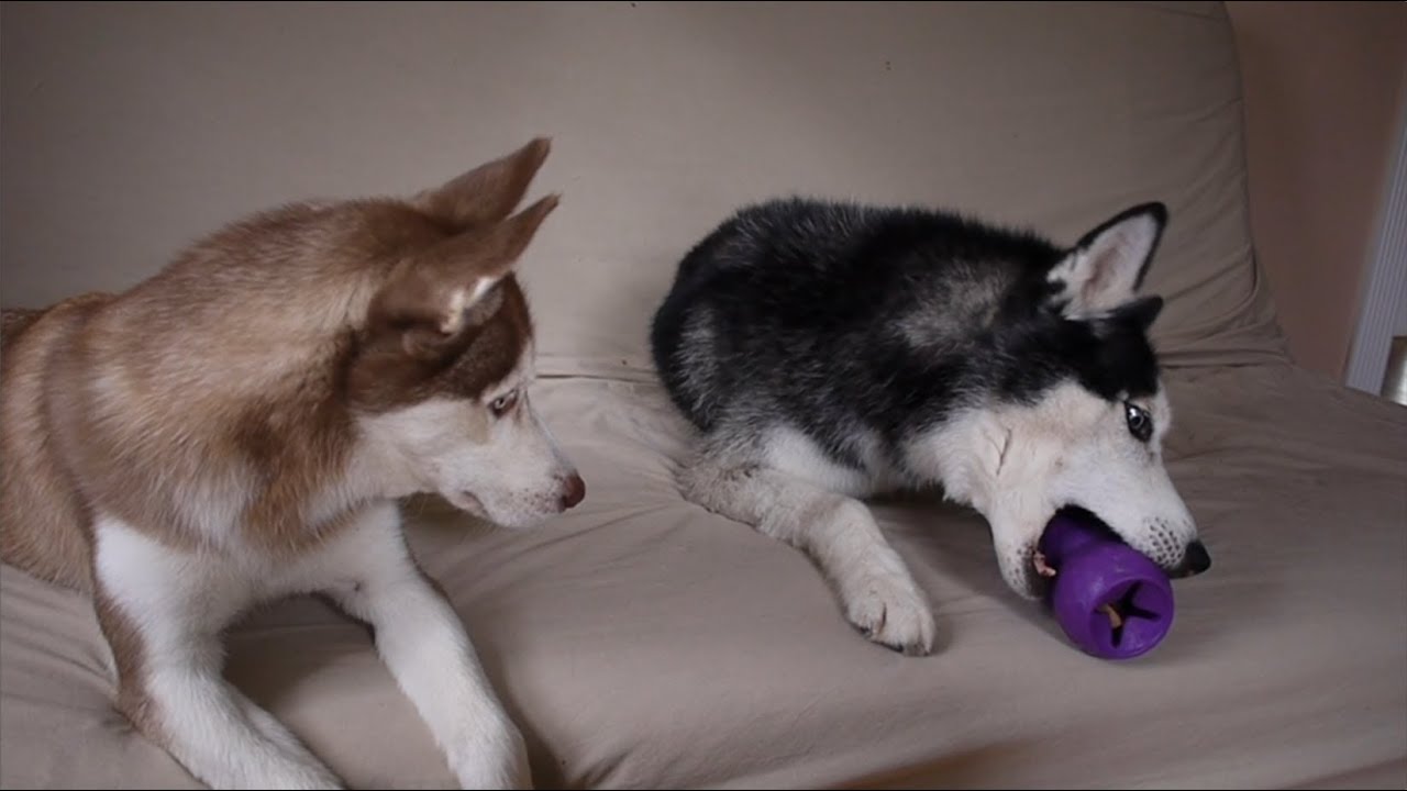 MISHKA, GIVE ME MY TOY!!!!