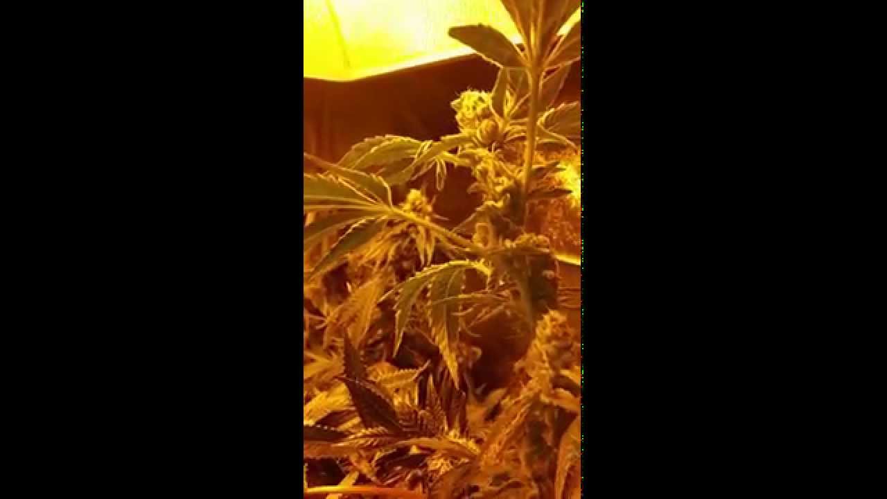 Platinum Girl Scout Cookies