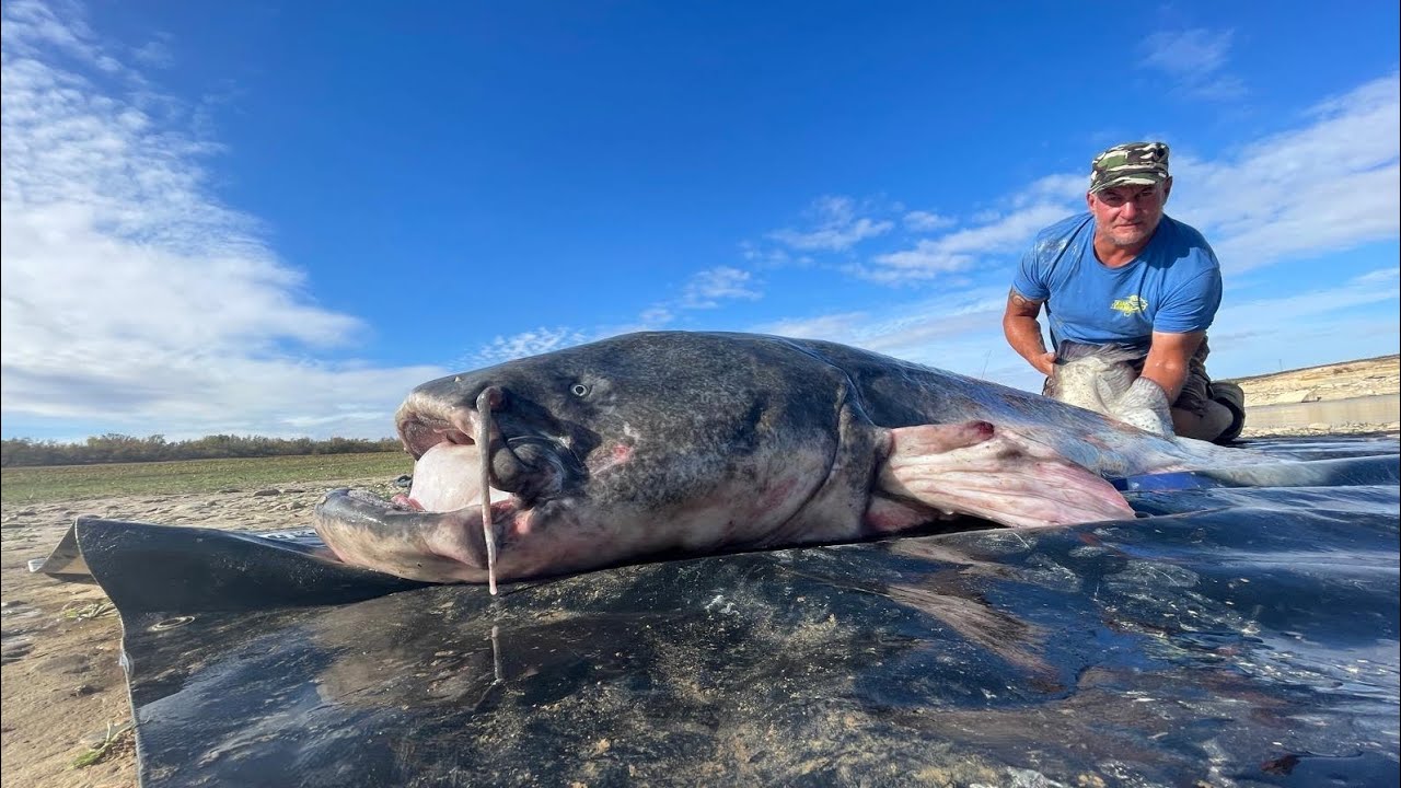 Karp sum ebro ,fishing planet baza Wedkarska zapraszamy 