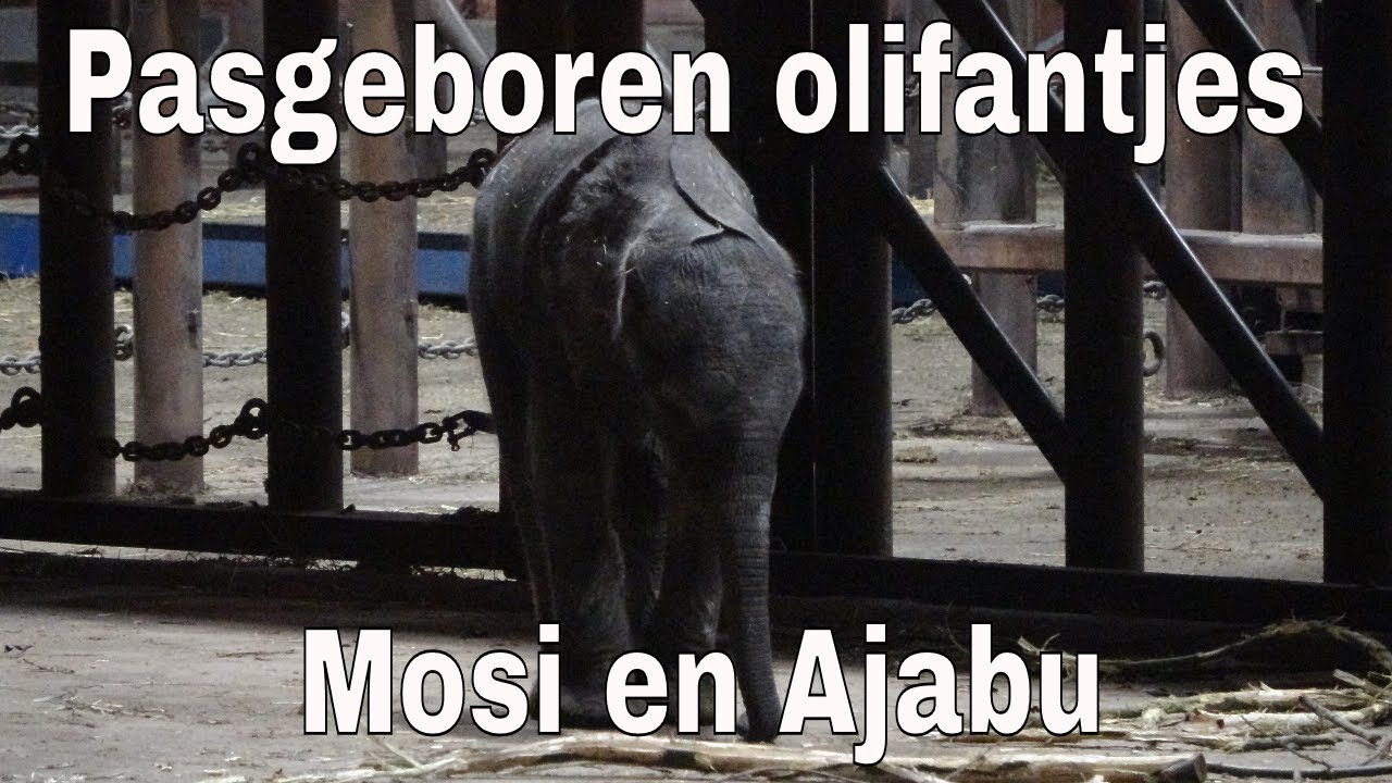 Pasgeboren olifantjes Mosi en Ajabu @ Beekse bergen 2023