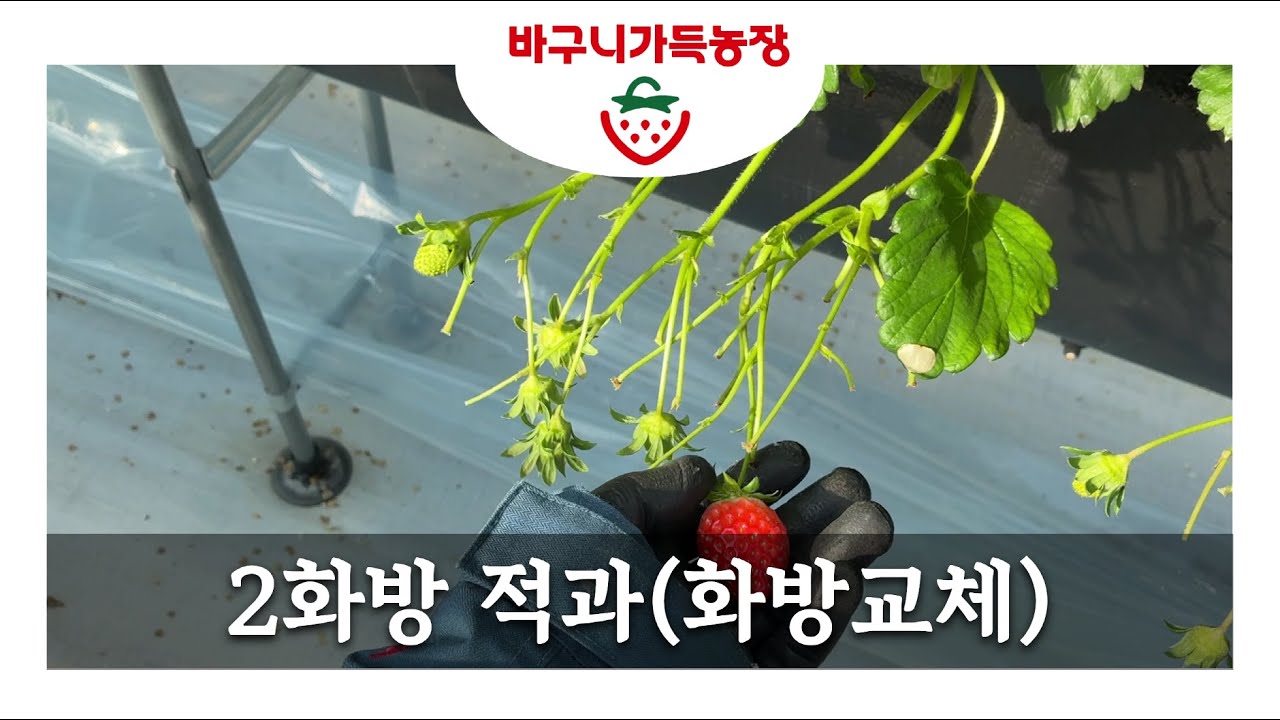 [바구니가득농장] 2화방 적과/화방교체기(2026.01.23)