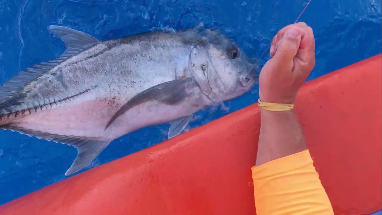 giant trevally catch and release