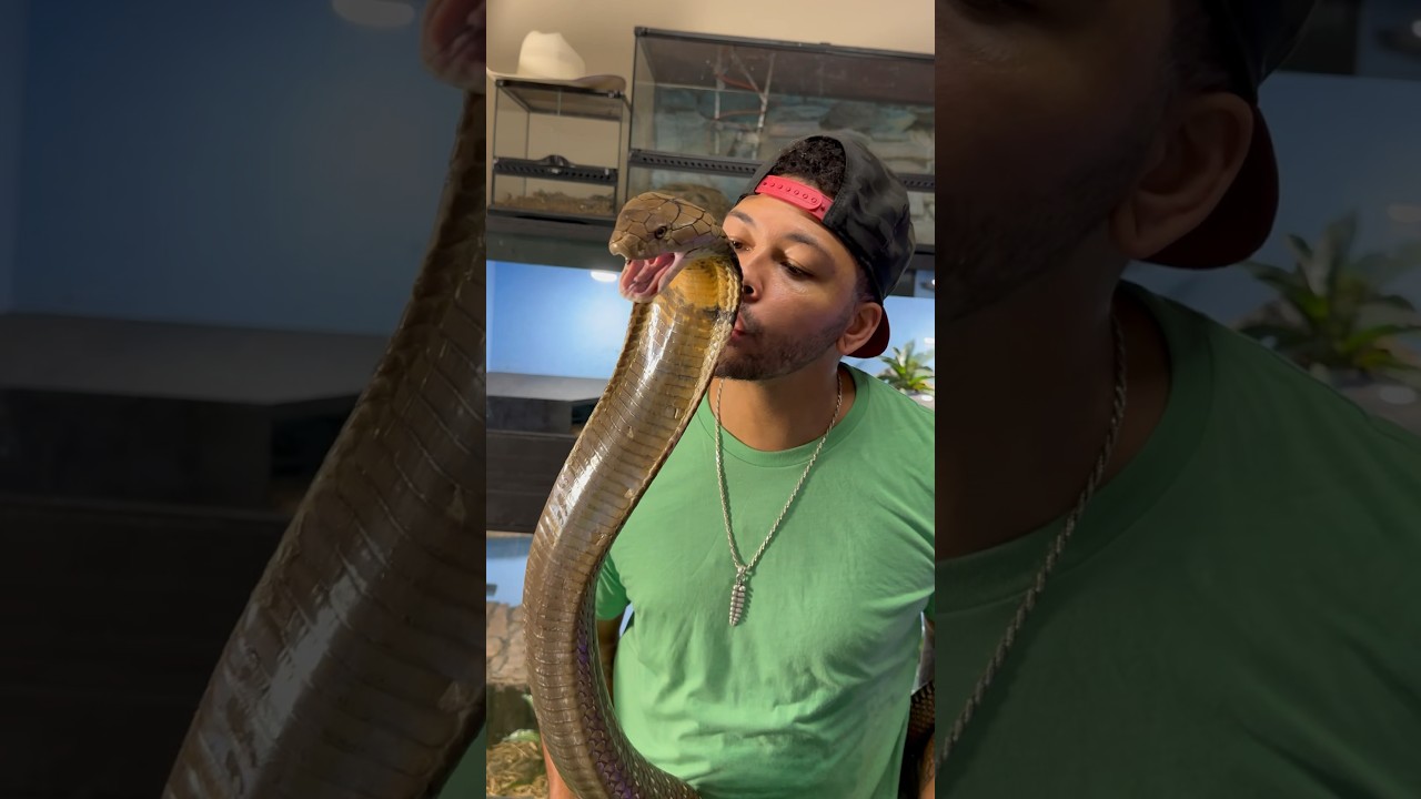 Giving My King Cobra LOVE! #cobra #snake #reptile #animal