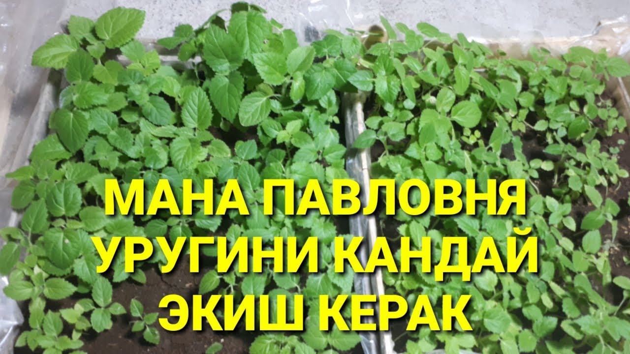 ПАВЛОВНЯ УРУГИНИ ЭКИБ КУЧАТ ОЛИШ