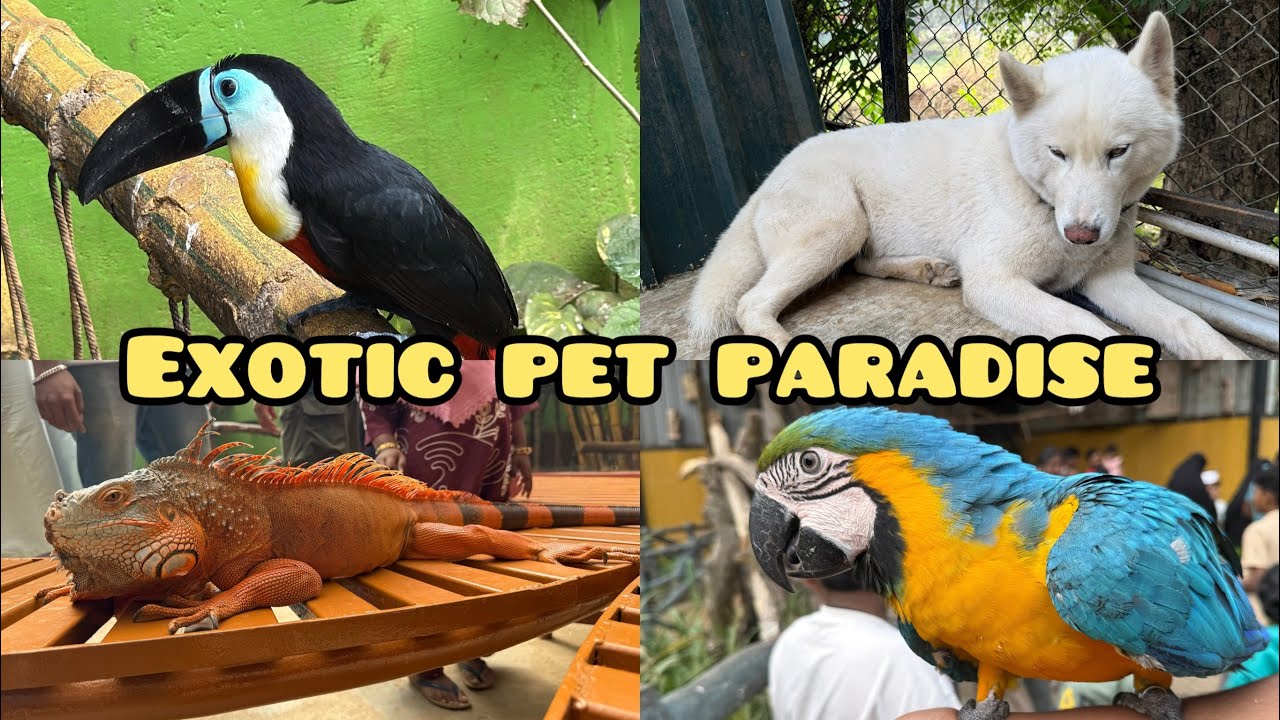 தமிழ்நாட்டில் இப்படி ஒரு இடமா? 😱 Exotic Pet Park in Tamil Nadu!