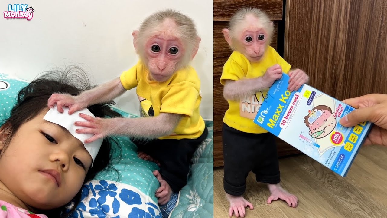 Monkey Lily obedient helps dad take care of sick sister