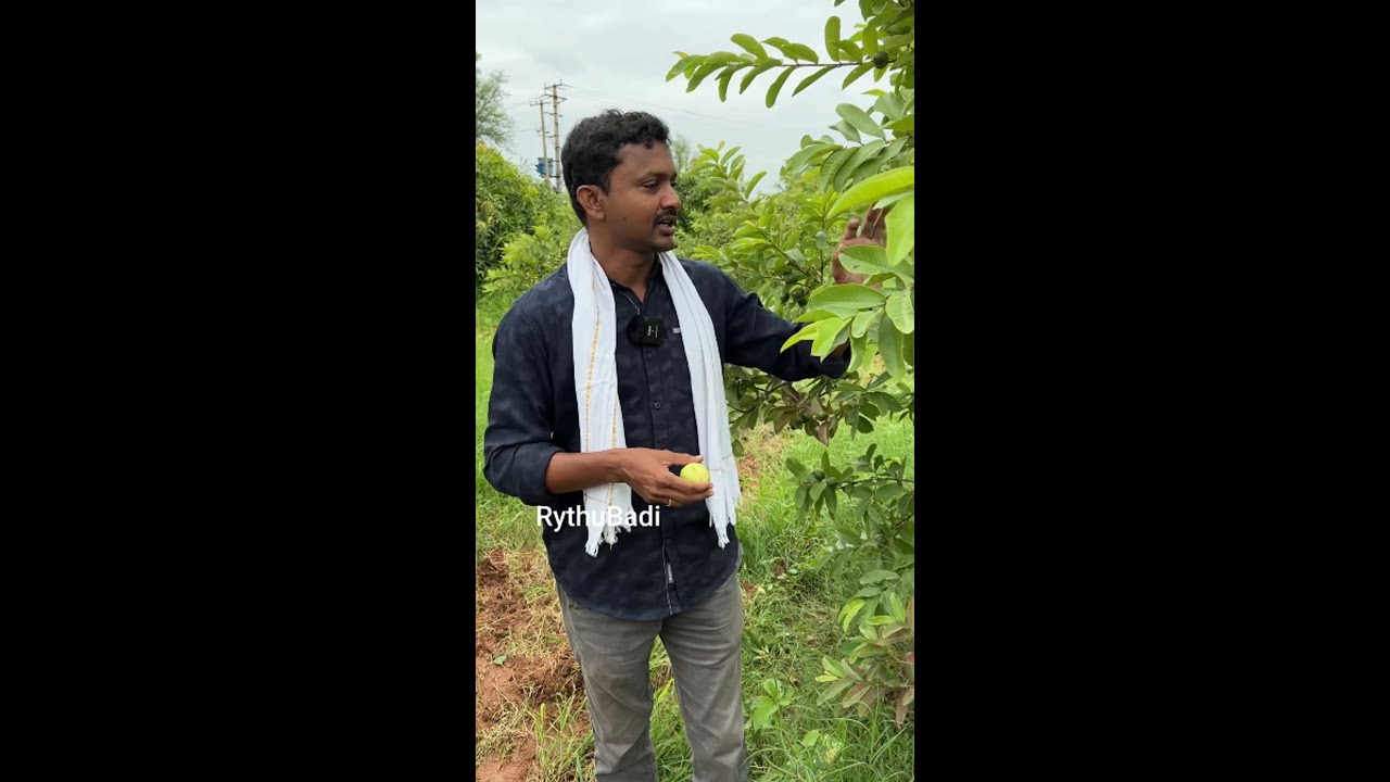 8 ఏండ్ల జామ తోట.. ఏటా రూ.లక్ష పంట 