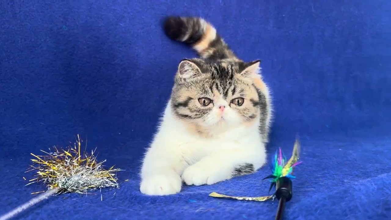 Exotic Shorthair Female Kitten of Majestymeow Cattery!