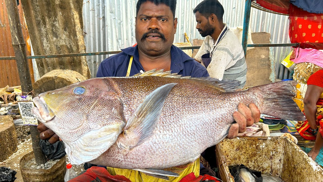KASIMEDU 🔥SPEED SELVAM | KORALI FISH 🐟 MASS CUTTING SKILLS | N M FISH CUTTING 🔪