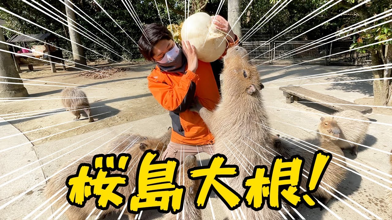 ジャンボ大根が欲しすぎて、ついに立ってしまったカピバラさんw Capybara eat Huge radish
