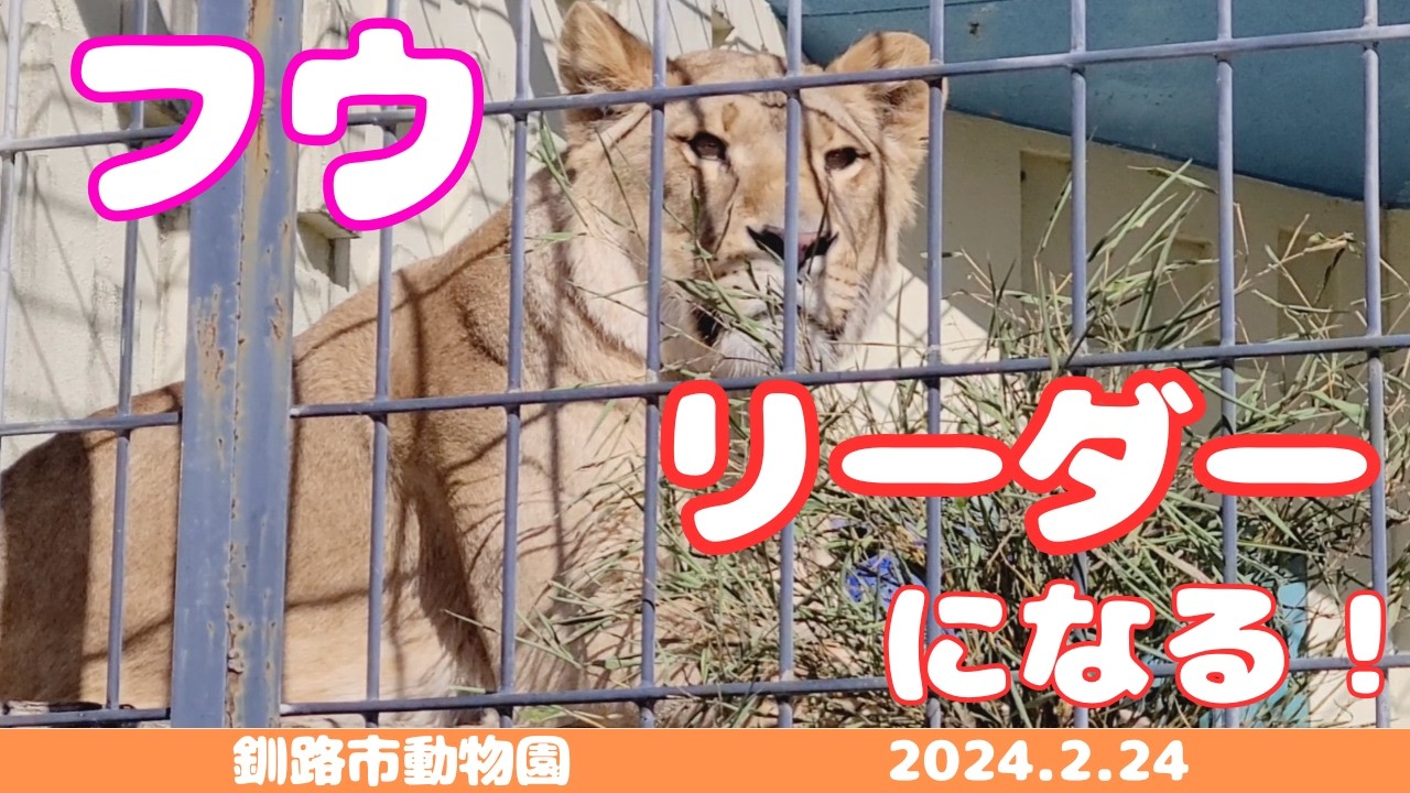 【釧路市動物園ライオン】「わたしにまかせて！」フウ🐱堂々とした咆哮《2026.2.24》
