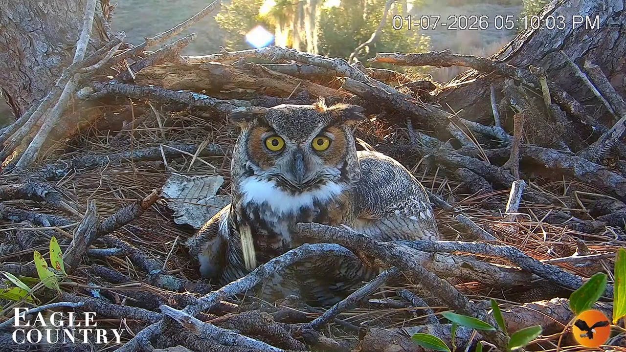 Eagle Country Nest: The great horned owl claimed the nest -- 2026 01 07