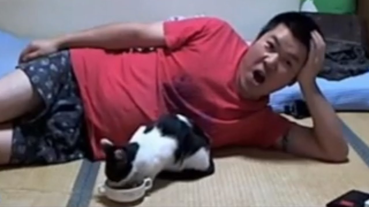 【金バエ】　猫ひろってきた　【ニコ生】