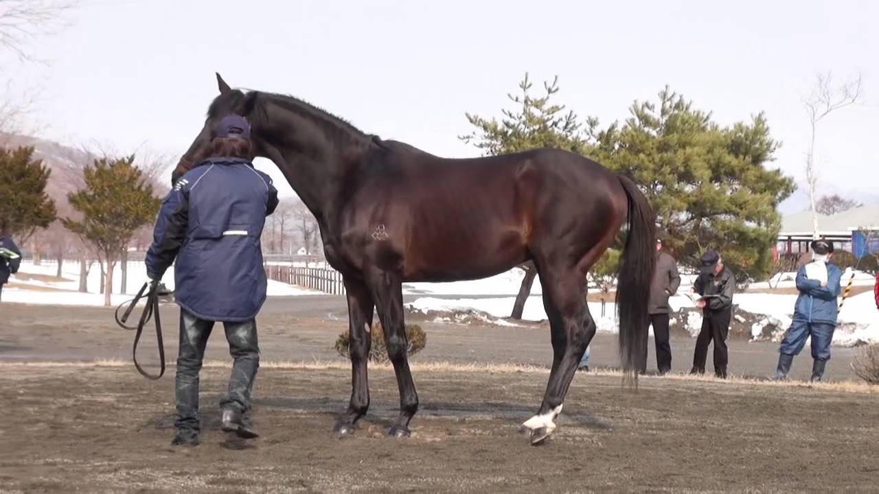 ヴリル(Vril)-イーストスタッド種牡馬展示会2016