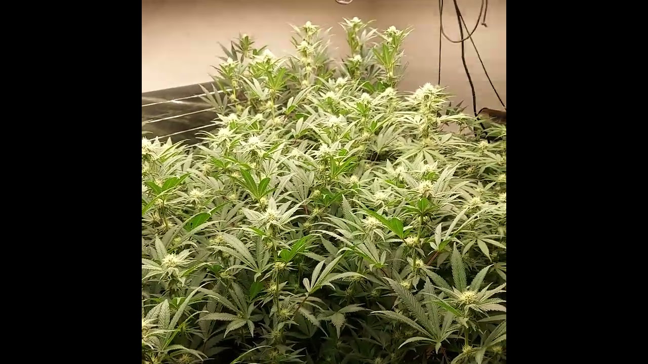 in house genetics #slurricane