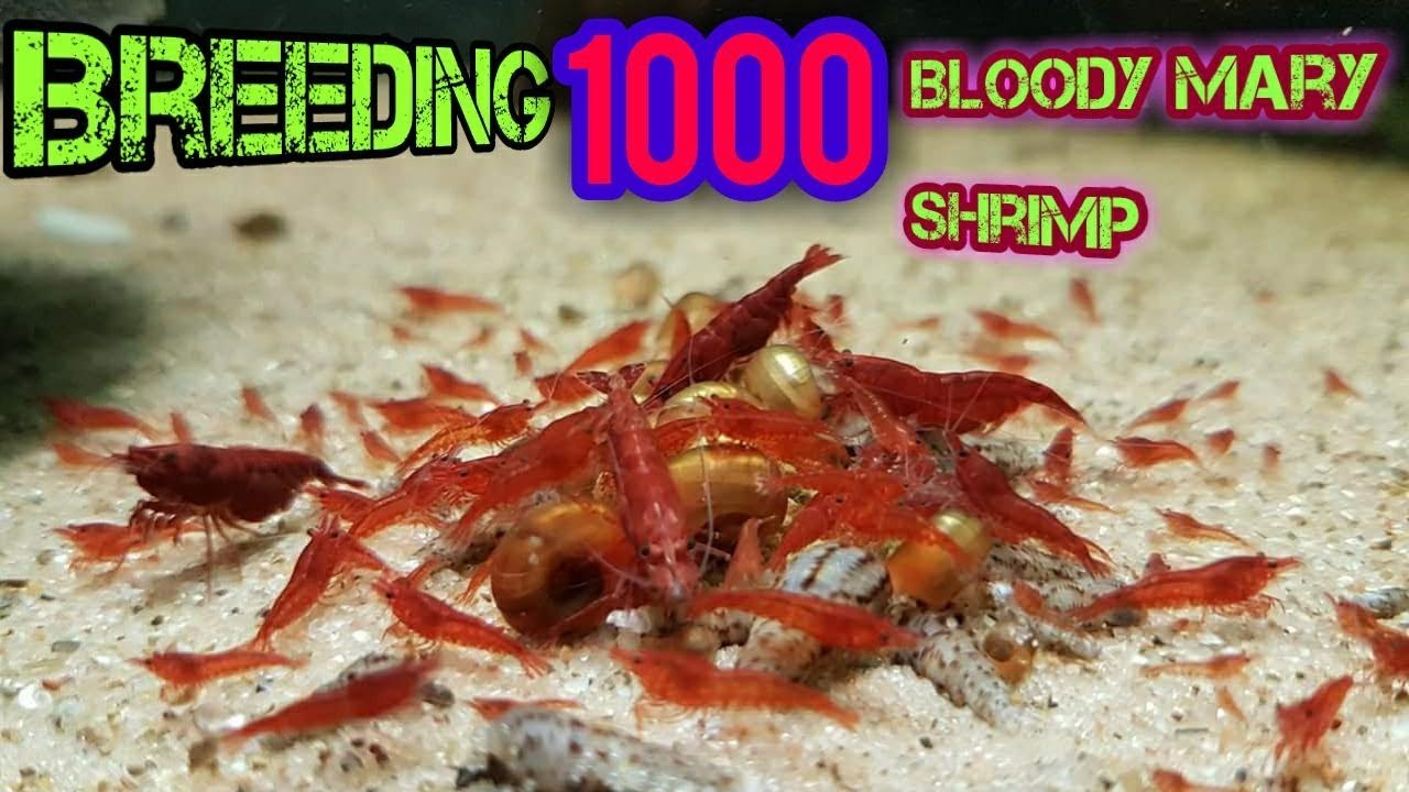 Breeding 1000 Shrimp Challenge (Bloody Mary)