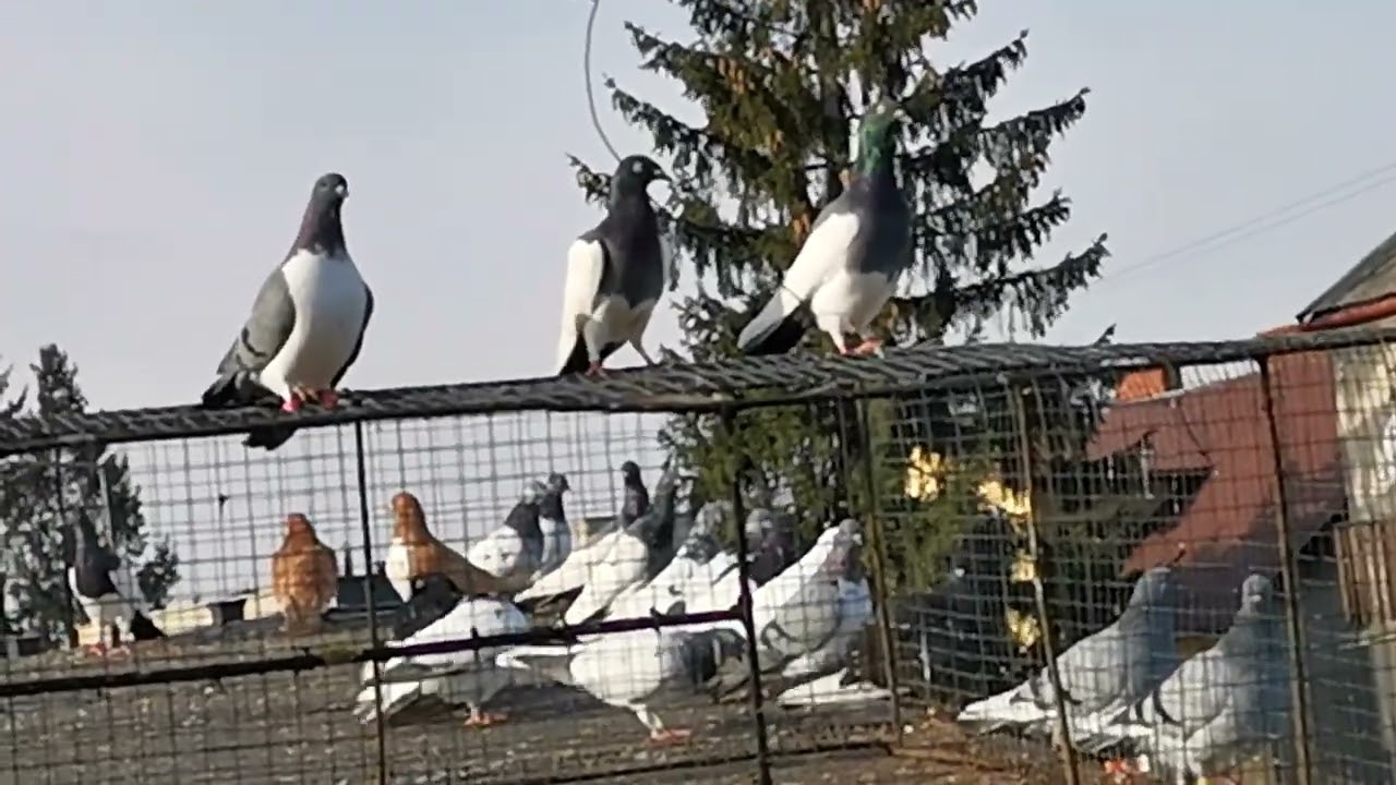 puszczenie czajek 23.02.2023